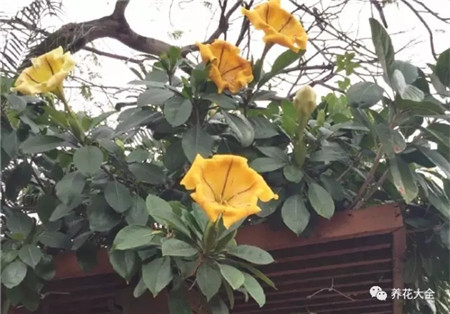 会开烟花，能结腊肠的花，这辈子见到一次就知足了