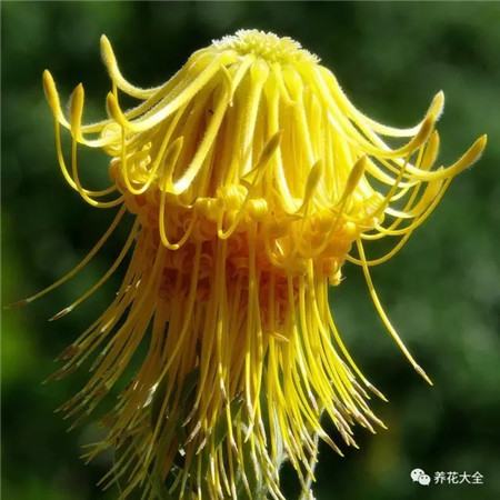 会开烟花，能结腊肠的花，这辈子见到一次就知足了