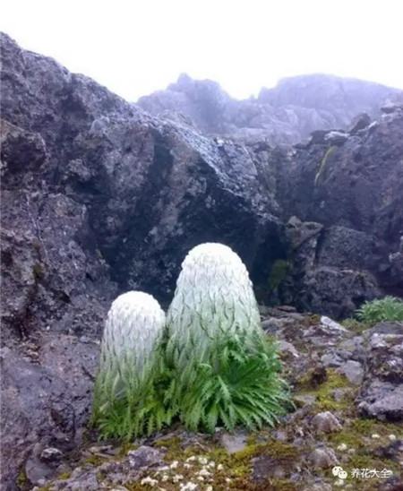 会开烟花，能结腊肠的花，这辈子见到一次就知足了