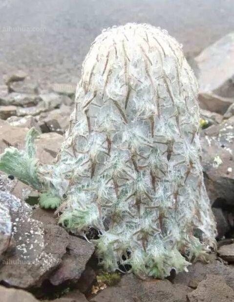 会开烟花，能结腊肠的花，不给大家介绍一下怎么行得通