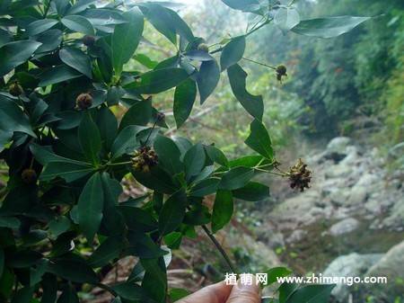 水团花的图片