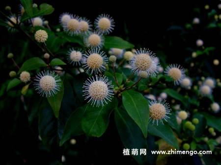水团花的图片