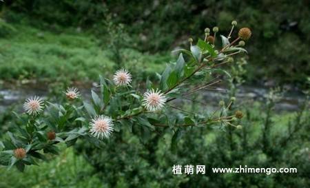 水团花的图片