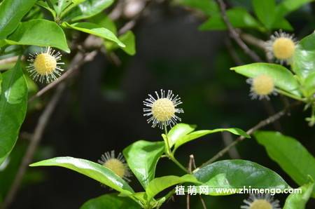水团花的图片