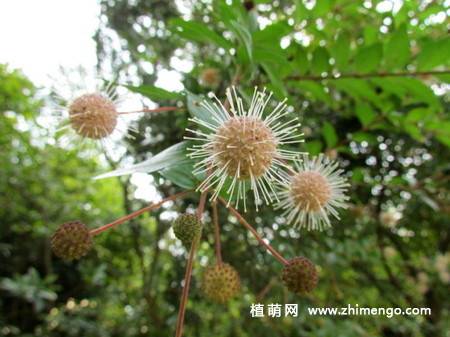 水团花的图片