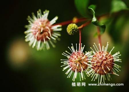 水团花的图片