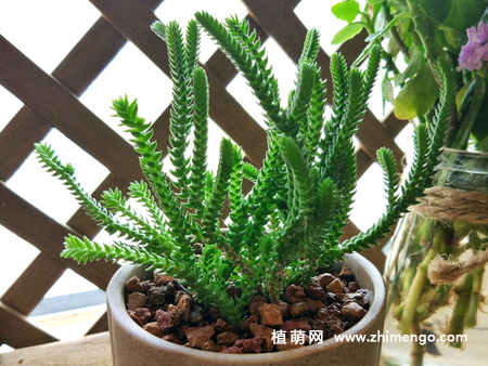 方鳞绿塔养殖方法