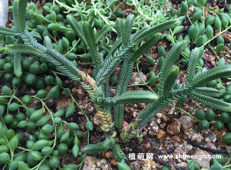 方鳞绿塔养殖方法