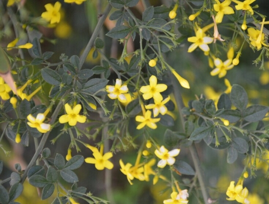 怎样使探春在春节开花