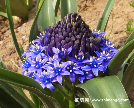 地中海蓝钟花怎么养，5种养殖方法