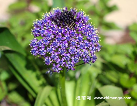 地中海蓝钟花怎么养，5种养殖方法