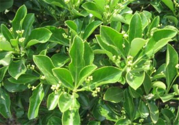 胶东卫矛和扶芳藤区别图片 胶东卫矛一平米多少株