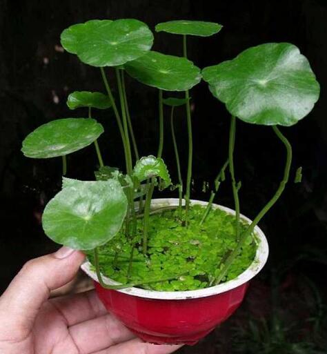 水培金钱草养殖方法和注意事项，了解4点即可