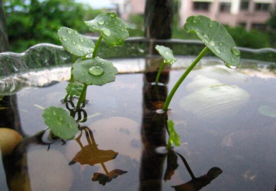 水培金钱草养殖方法和注意事项，了解4点即可