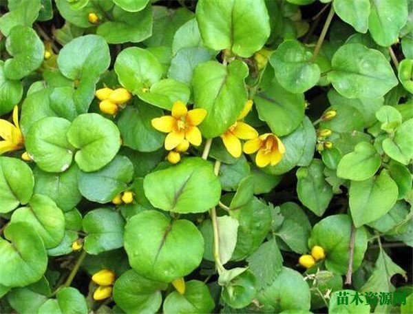 金钱草开花时间和图片 金钱草怎么养
