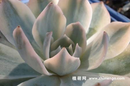 皮氏石莲锦图片