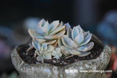 皮氏石莲锦图片