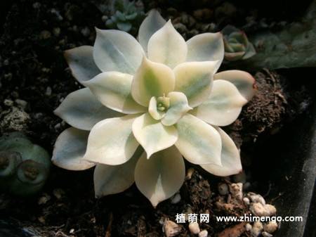 皮氏石莲锦图片
