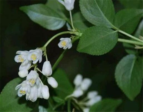 省沽油种植技术 省沽油的图片资料