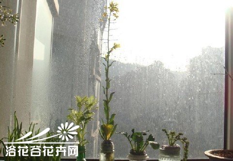 水培油菜心的方法