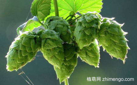 蛇麻花怎么开，蛇麻花开放的时间