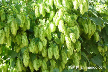 蛇麻花怎么开，蛇麻花开放的时间