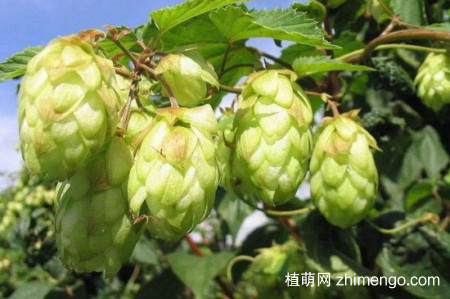 蛇麻花怎么开，蛇麻花开放的时间