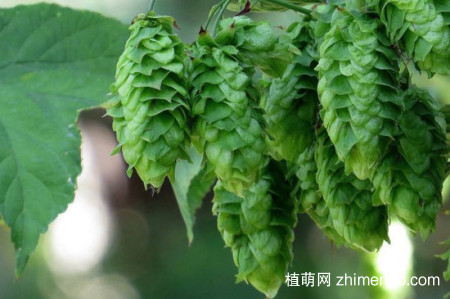 蛇麻花怎么开，蛇麻花开放的时间
