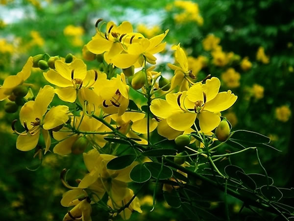 黄槐的种植方法 黄槐繁殖方式大全