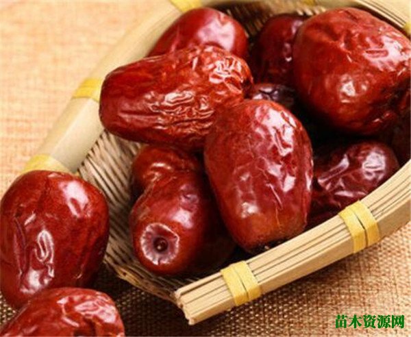狗头枣多少钱一斤 狗头枣与红枣的区别