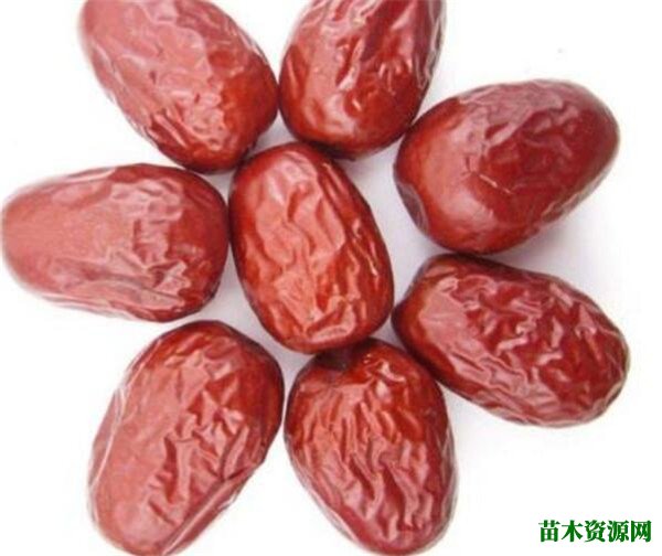 狗头枣多少钱一斤 狗头枣与红枣的区别
