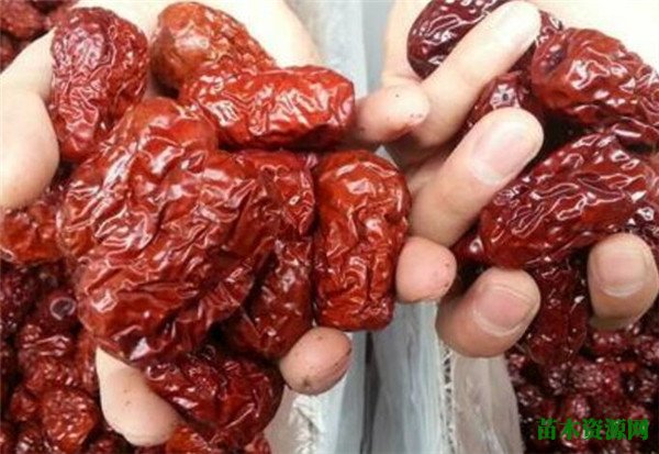 狗头枣多少钱一斤 狗头枣与红枣的区别