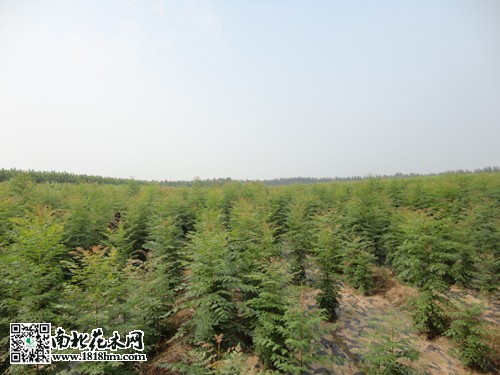 北栾生长习性特点和养护方法