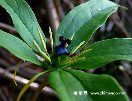七叶一枝花怎么养，七叶一枝花6种养殖方法