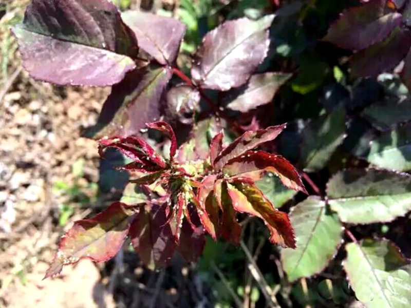 七月份园林植物养护管理及病虫害的防治