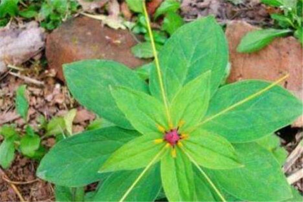 七叶一枝花的功效与作用 七叶一枝花花语和花期