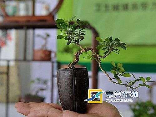 乍浦第七届盆景展今天结束