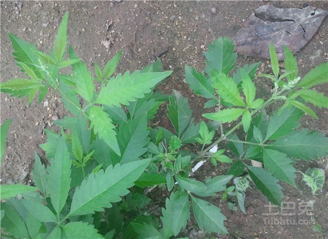 【牡荆的功效与作用】医学小常识不可忽视！