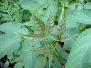 木蝴蝶怎么播种
