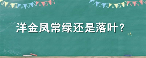 洋金凤常绿还是落叶？
