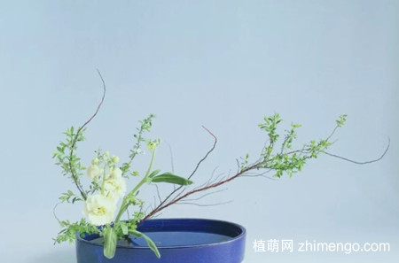 雪柳要怎么养护？到底是干养好呢，还是水养好？