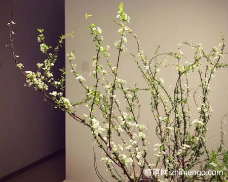 雪柳要怎么养护？到底是干养好呢，还是水养好？