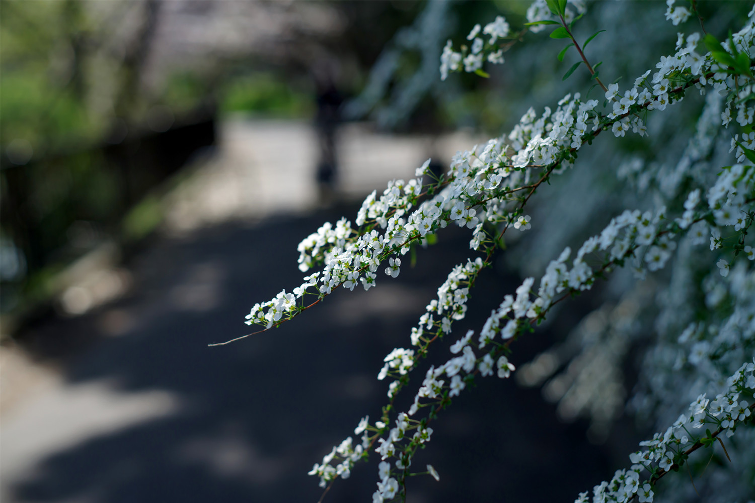 雪柳干枝怎么养