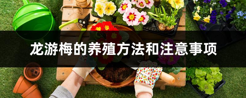 龙游梅的养殖方法和注意事项