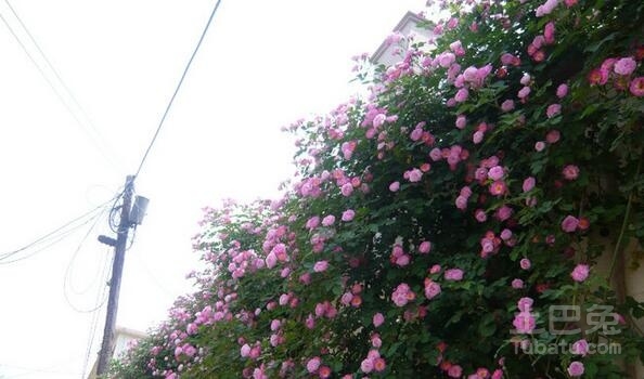 爬墙梅的种植方法介绍