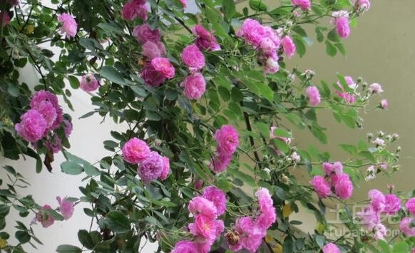 爬墙梅的种植方法介绍