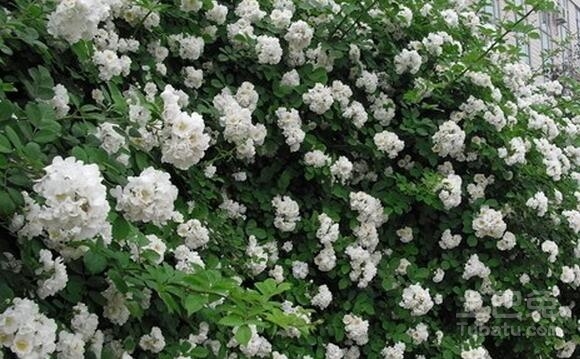 爬墙梅的种植方法介绍