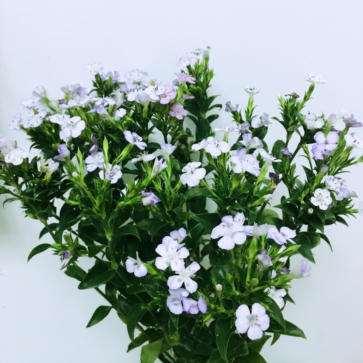 常用鲜切花——相思梅