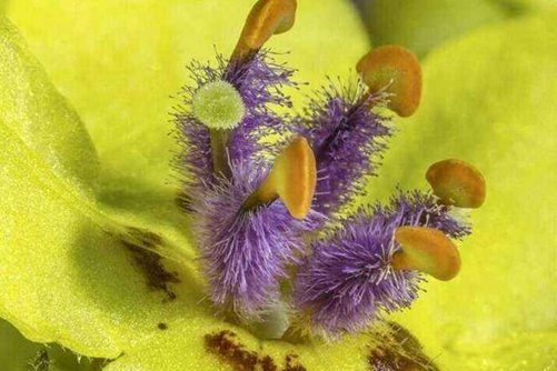 毛蕊花功效与作用