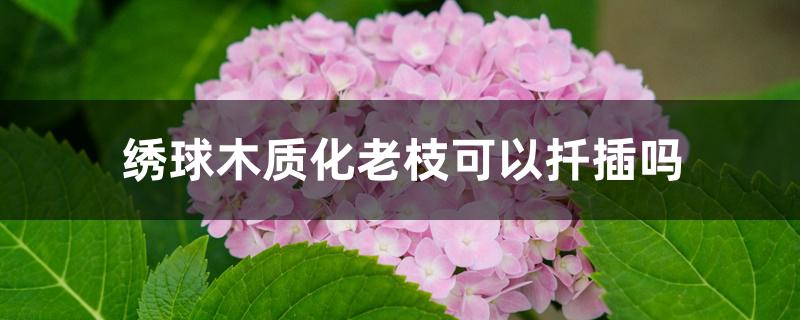 绣球木质化老枝可以扦插吗